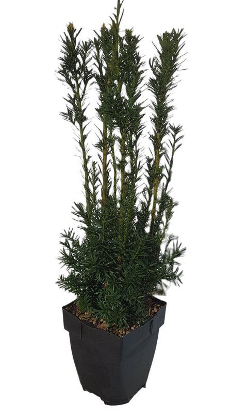 Taxus media 'Hicksii' - C2 55-60 CM